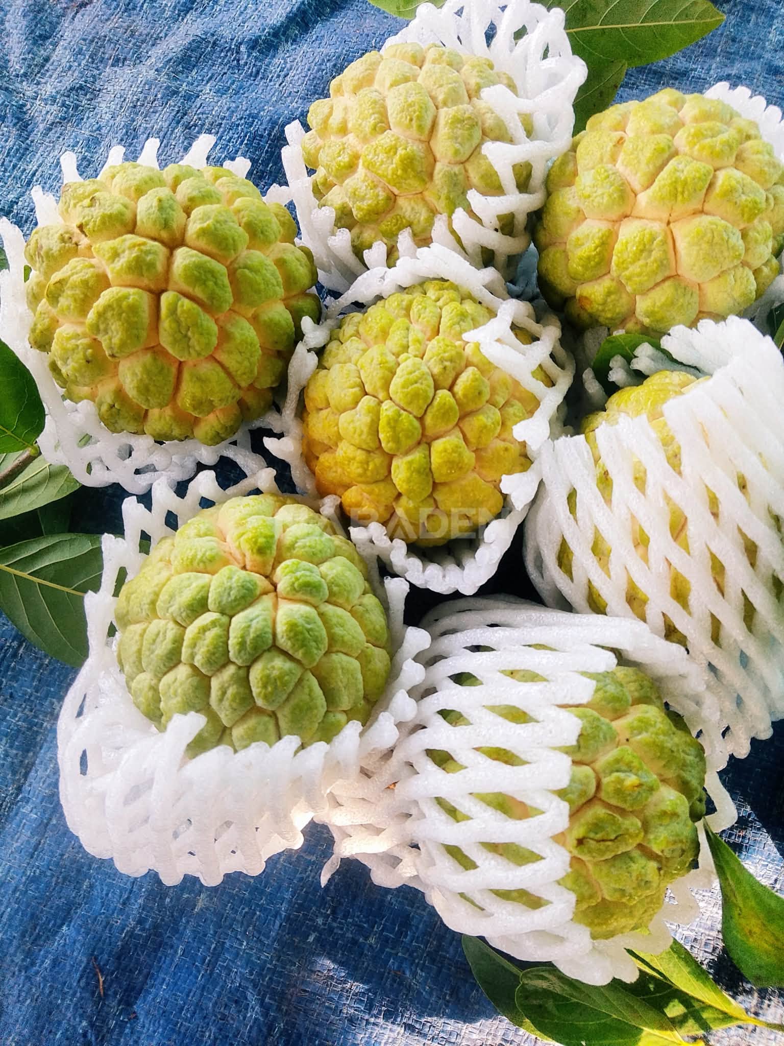 Mãng cầu tươi