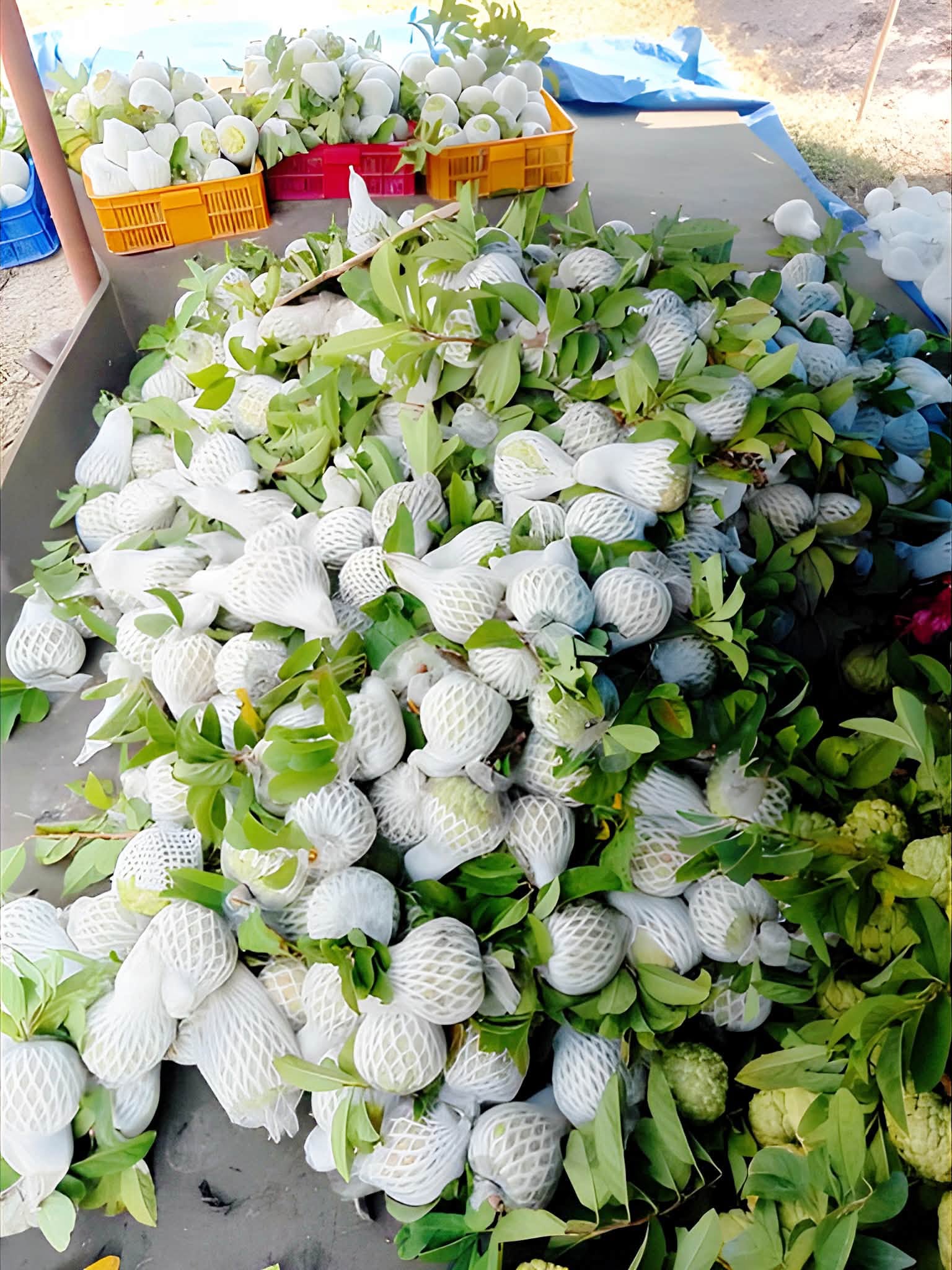 Phân loại & đóng gói