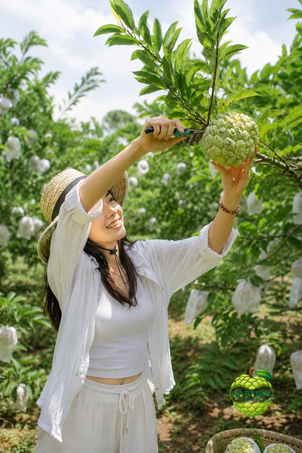 Thu hoạch mãng cầu trực tiếp tại vườn